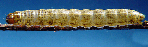 S�des�ngsfly Apamea sordens