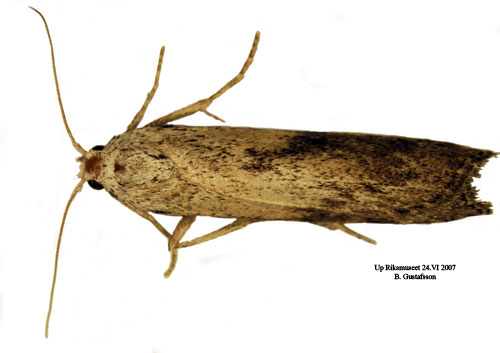 Humlemott Aphomia sociella