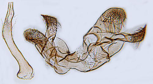 Krisslekorgmal Apodia bifractella
