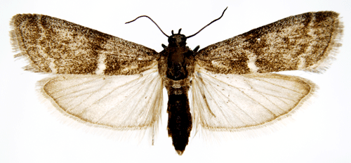 Skiktdynemott Apomyelois bistriatella