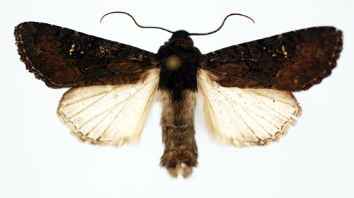 Svart puckelfly Aporophyla nigra