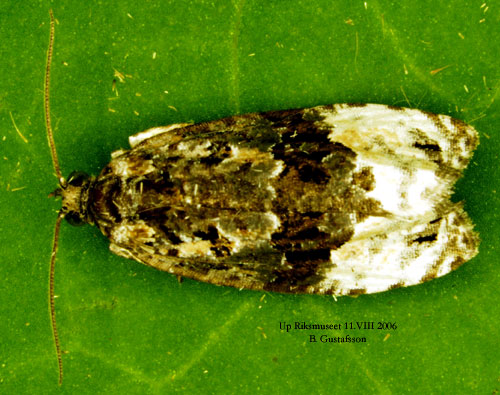 Gulanlupen bj�rkknoppvecklare Apotomis betuletana