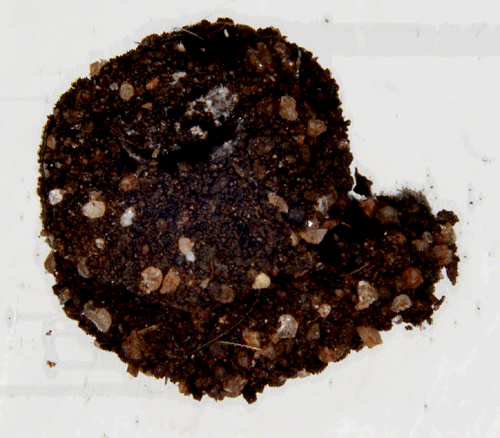 Snäcksäckspinnare Apterona helicoidella