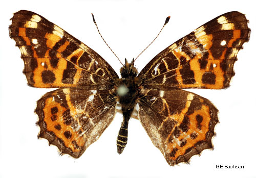 Kartfj�ril Araschnia levana
