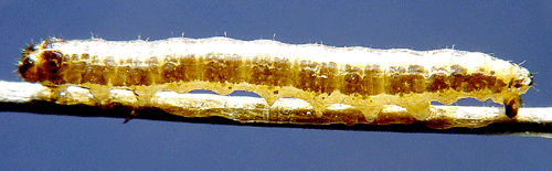 Gr� flickfj�ril Archiearis notha
