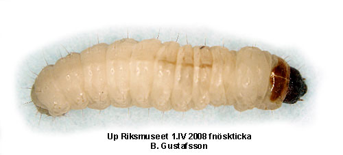 Björksvampmal Archinemapogon yildizae