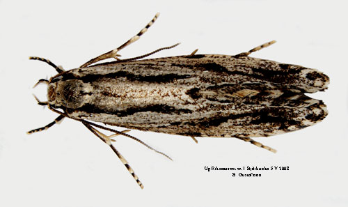 Björksvampmal Archinemapogon yildizae