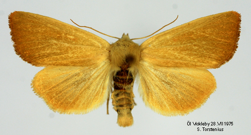 Vasstråfly Arenostola phragmitidis