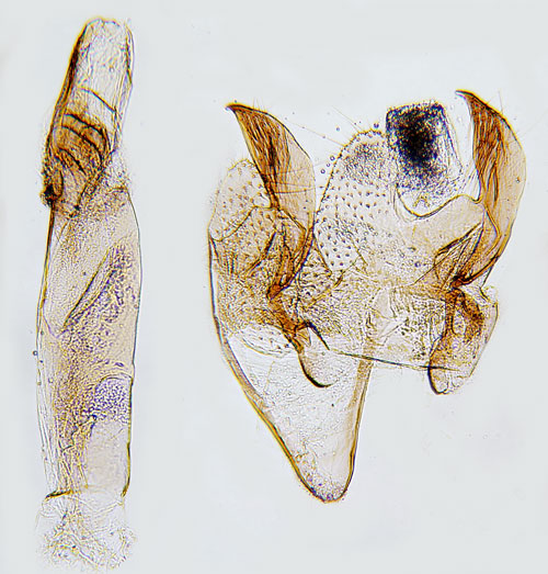 Glitterdystermal Argolamprotes micella