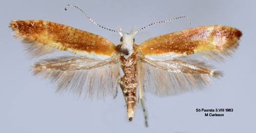 Rdbrun slnknoppmal Argyresthia albistria