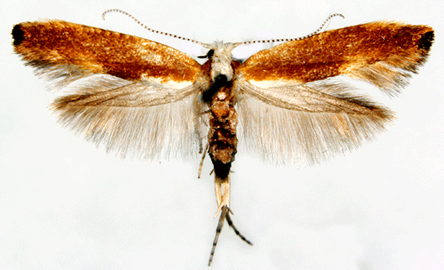 Rdbrun slnknoppmal Argyresthia albistria