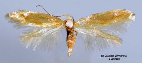 Guldbarrmal Argyresthia aurulentella