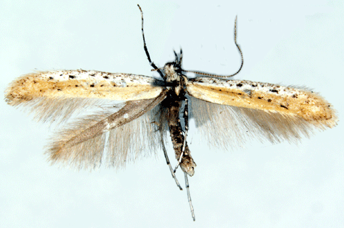 Svartkämpestyltmal Aspilapteryx tringipennella