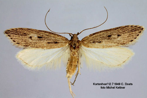 Kaveldunsmal Atremaea lonchoptera