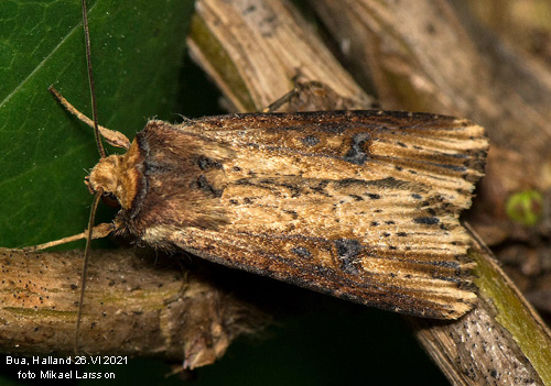 Träfärgat jordfly Axylia putris