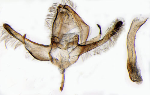 Klocksäckspinnare Bacotia claustrella