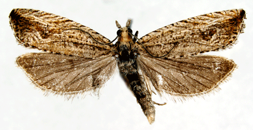 Strecksumpvecklare Bactra suedana