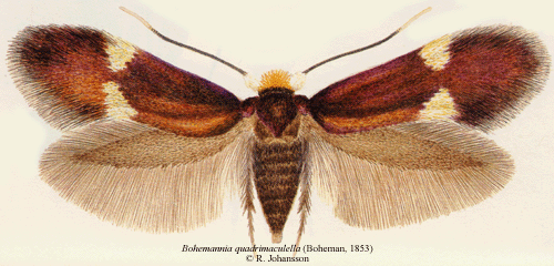 Fyrfläckig dvärgmal Bohemannia quadrimaculella