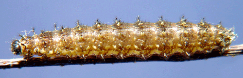 Prydlig p�rlemorfj�ril Boloria euphrosyne