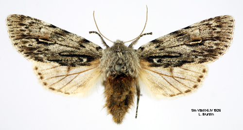 Vårtaggfly Brachionycha nubeculosa