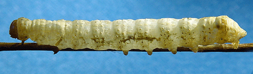 V�rtaggfly Brachionycha nubeculosa