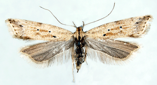 Vassb�gpalpmal Brachmia inornatella
