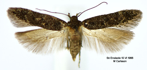 Ljuspunktsmossmal Bryotropha affinis