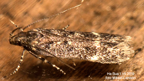 Ljuspunktsmossmal Bryotropha affinis