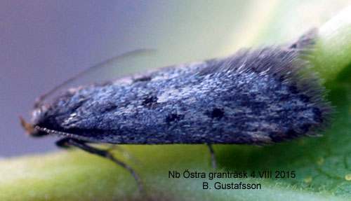 Gulpalpsmossmal Bryotropha plantariella