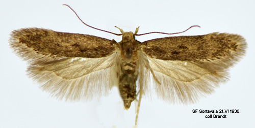 Franslinjemossmal Bryotropha senectella