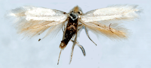 Malörtskronmal Bucculatrix absinthii