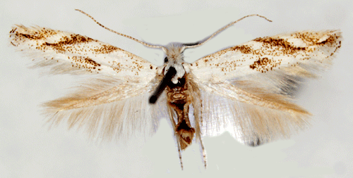 Almkronmal Bucculatrix albedinella