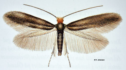 Bronskronmal Bucculatrix argentisignella