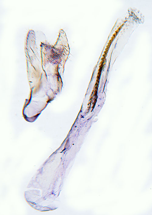 Hagtorngonlappmal Bucculatrix bechsteinella