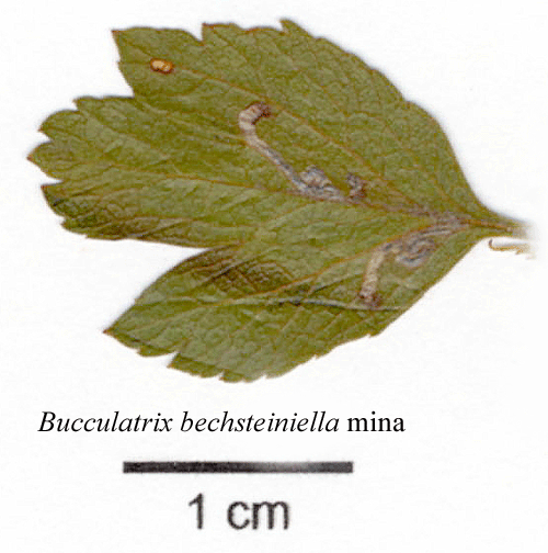 Hagtornskronmal Bucculatrix bechsteinella