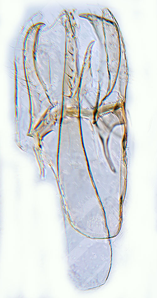 Bjrkgonlappmal Bucculatrix demaryella