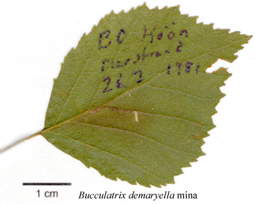 Bj�rkkronmal Bucculatrix demaryella