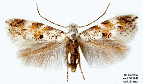 Brakvedskronmal Bucculatrix frangutella