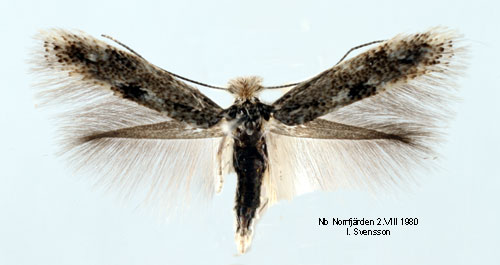 Vinterkronmal Bucculatrix humiliella