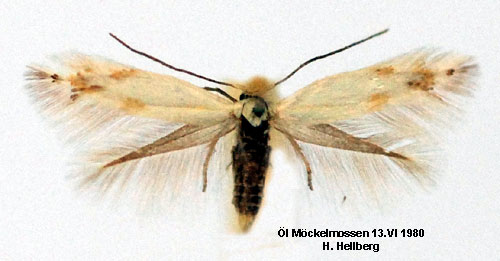 Alvarkronmal Bucculatrix laciniatella