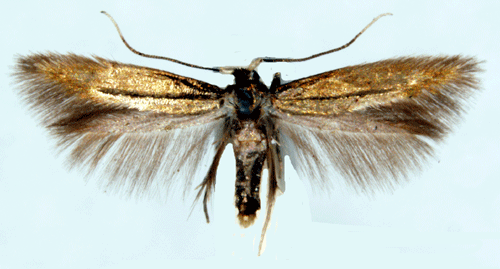 Prästkragskronmal Bucculatrix nigricomella