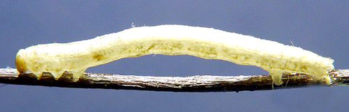 Tallm�tare Bupalus piniaria