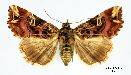 Ormbunksfly Callopistria juventina