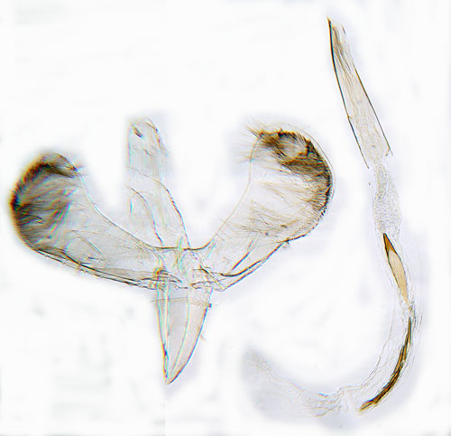 Gulflckig lnnstyltmal Caloptilia hemidactylella