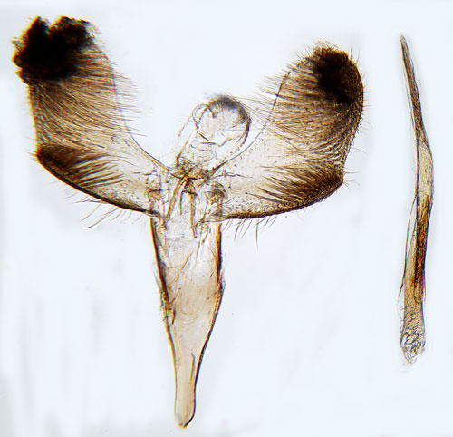 Punktstyltmal Caloptilia populetorum