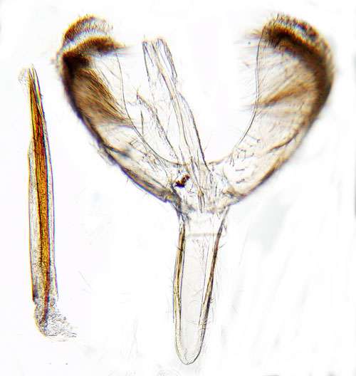 Naverlnnstyltmal Caloptilia rufipennella