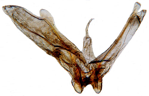 Spåtistelfjädermott Calyciphora albodactyla