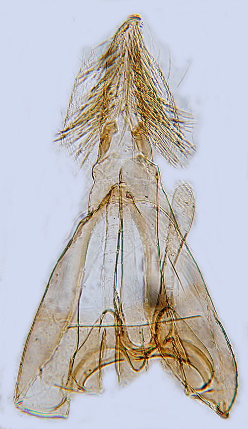 Vit bjrkbladkantmal Carpatolechia alburnella