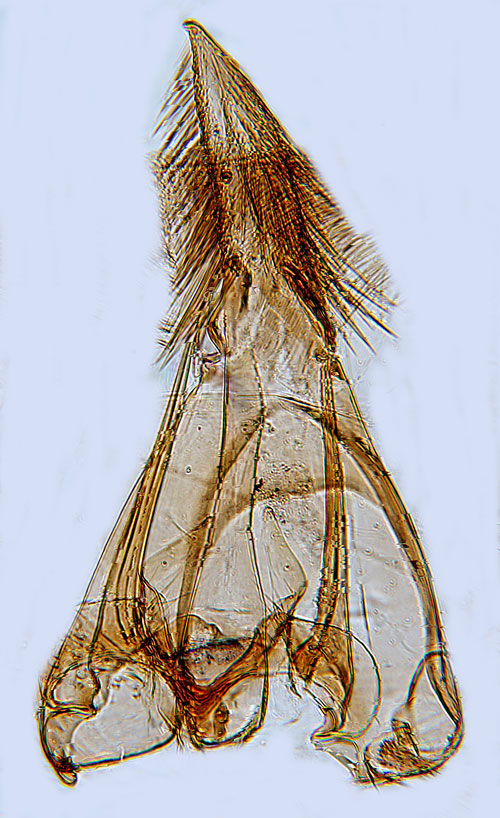 Dekorativ bladkantmal Carpatolechia decorella