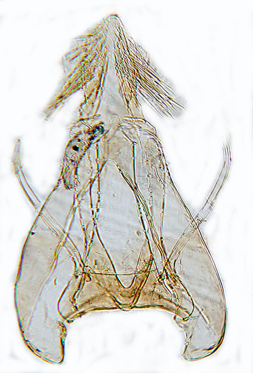 Videbladkantmal Carpatolechia notatella